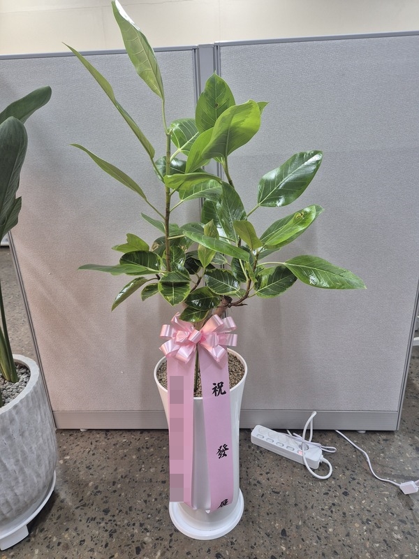 주문자 꿈ㅇㅇ 화성으로 주문주신 상품입니다